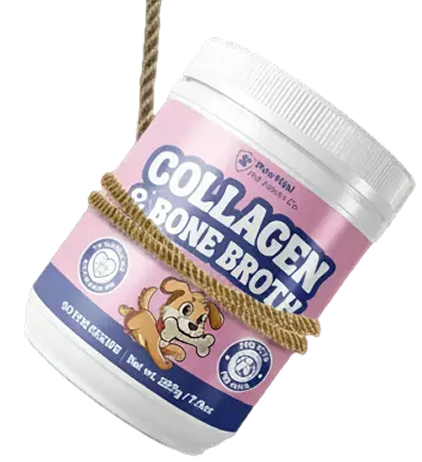 Give Your Pet the Support They Deserve